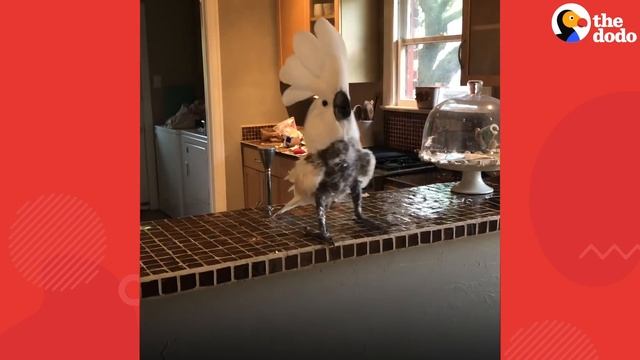 Bird Who Lost Her Owner Loves Dancing With New Dad | The Dodo смотреть онлайн