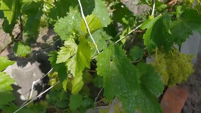 Нормировка винограда Велес гроздями. Обрезаю и плачу! смотреть онлайн