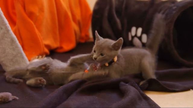 Emet Ahava, CZ - Russian Blue Cattery смотреть онлайн