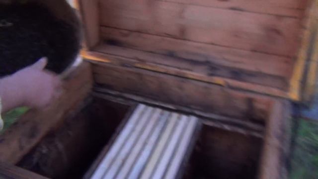 Подсадка роя на "голую" Вощину Пчеловодство +Для Начинающих Ульи +Для Пчел смотреть онлайн