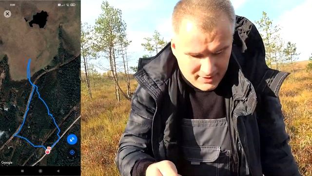 Сбор клюквы ковшом на болоте Чудской Бор смотреть онлайн