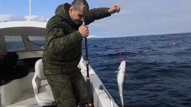 Настоящая морская рыбалка в Баренцевом море. Ловля трески. Отдых и развлечения в Мурманске. смотреть онлайн