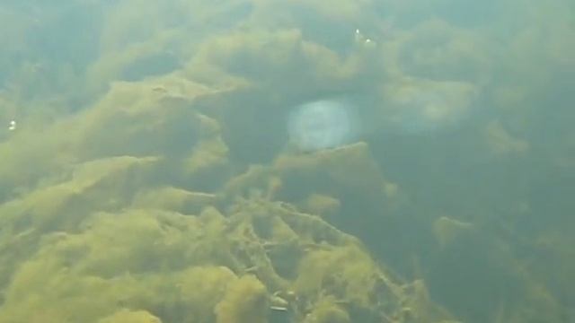 Подводная съемка своими руками - 2 (новый бокс для камеры) (submarine survey) смотреть онлайн