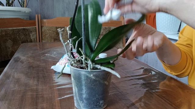 обработка новинки смотреть онлайн