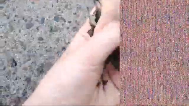#асмр #релакс #релаксация ASMR/АСМР хруст сухих листьев смотреть онлайн