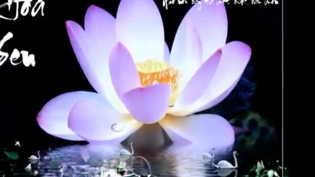 Thư giãn với Baba Nam Kevalam смотреть онлайн