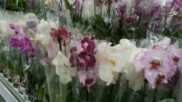 ЛЕРУА,Ашан:ЗАВОЗ прекрасных ОРХИДЕЙ!Привезли 