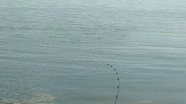 Рыбалка на водохранилище Петровичи!!! Фидерная рыбалка в Беларуси. смотреть онлайн