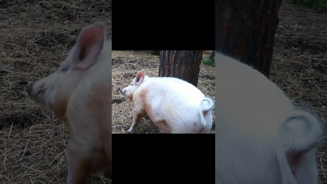 Когда чешется спина ?