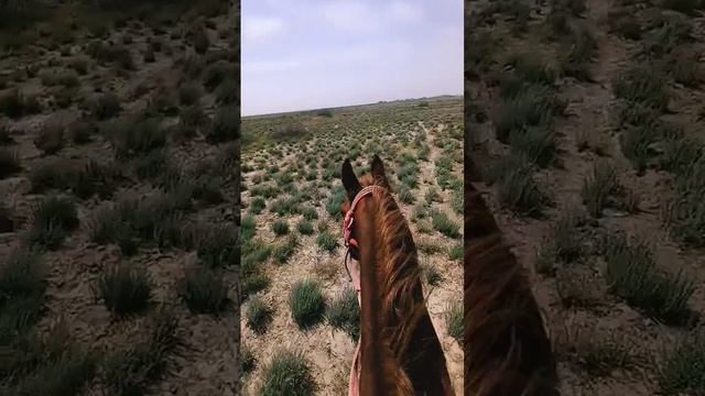 На коне/#on a horse#конь#лошади #самый сильный лошадь в мире#кокпар #the strongest horse in the wor смотреть онлайн