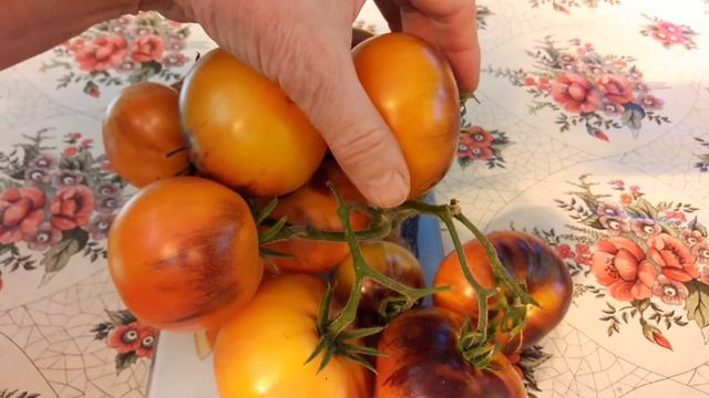 ЛУЧШИЕ ТОМАТЫ «ЯСНЫЙ (ЯРКИЙ) САМОЦВЕТ». ВКУСНЫЕ,УРОЖАЙНЫЕ, КРАСИВЫЕ ! ТопСад смотреть онлайн