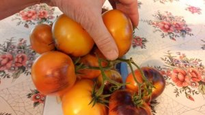 ЛУЧШИЕ ТОМАТЫ «ЯСНЫЙ (ЯРКИЙ) САМОЦВЕТ». ВКУСНЫЕ,УРОЖАЙНЫЕ, КРАСИВЫЕ ! ТопСад