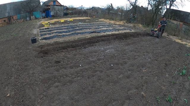 Посадка раннего картофеля моторсичем. Агроволокно Planting early potatoes with Motorsich. Agrofibre