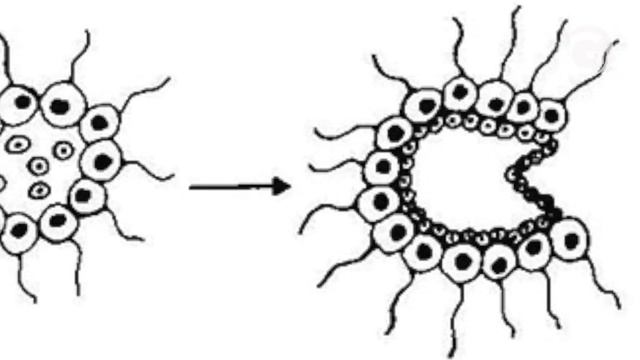 Негэнтропия, информация и эволюция