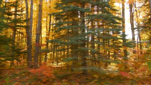 BEAUTIFUL AUTUMN COLORS Countryside Foliage near Toronto Fall Colours 4K смотреть онлайн