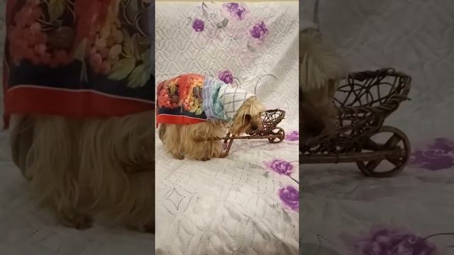 Русское чудо! смотреть онлайн