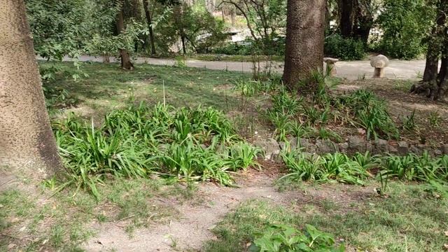 Araucaria heterophylla (Norfolk Island Pine) - is this nut even edible? смотреть онлайн