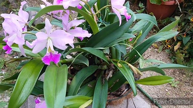 Cattleya Hybrid No Id.  Каттлея без названия