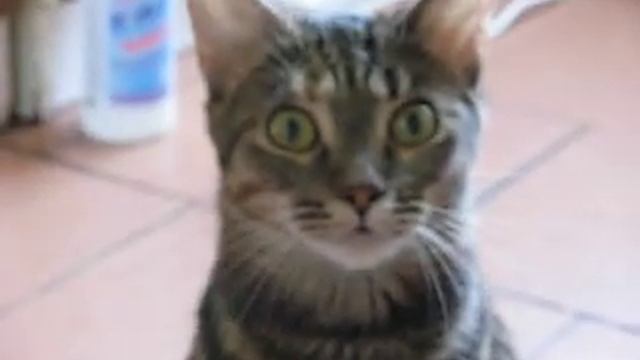 Говорящая кошка. Cat that can talk смотреть онлайн