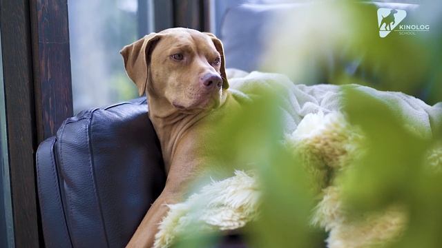 Можно ли собаке на кровать? смотреть онлайн