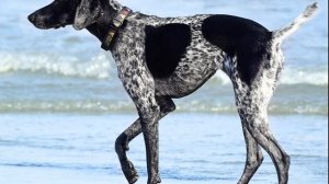 "Муму"-пересказ рассказа И. С. Тургенева.