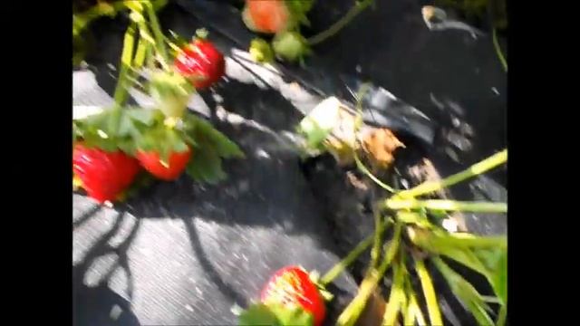 Клубника Амандин перед второй выборкой смотреть онлайн