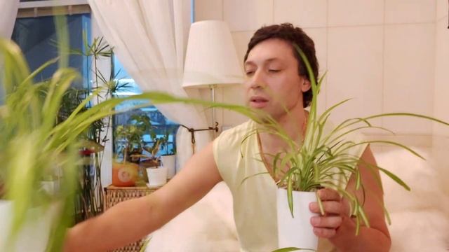 Хлорофитум в Лечузе отличный результат смотреть онлайн