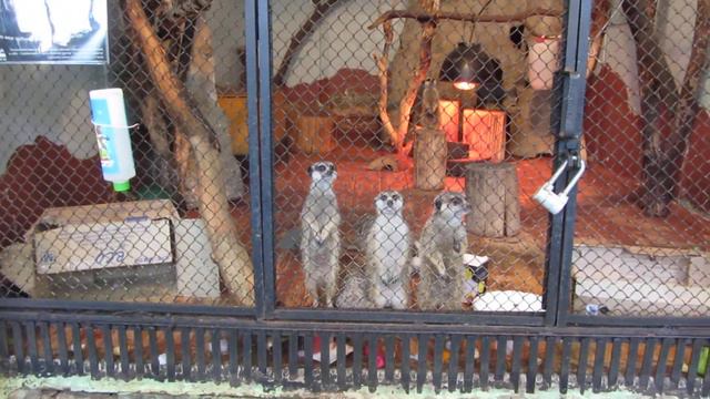 Зоопарк. Семья сурикатов. 10.03.2013 смотреть онлайн