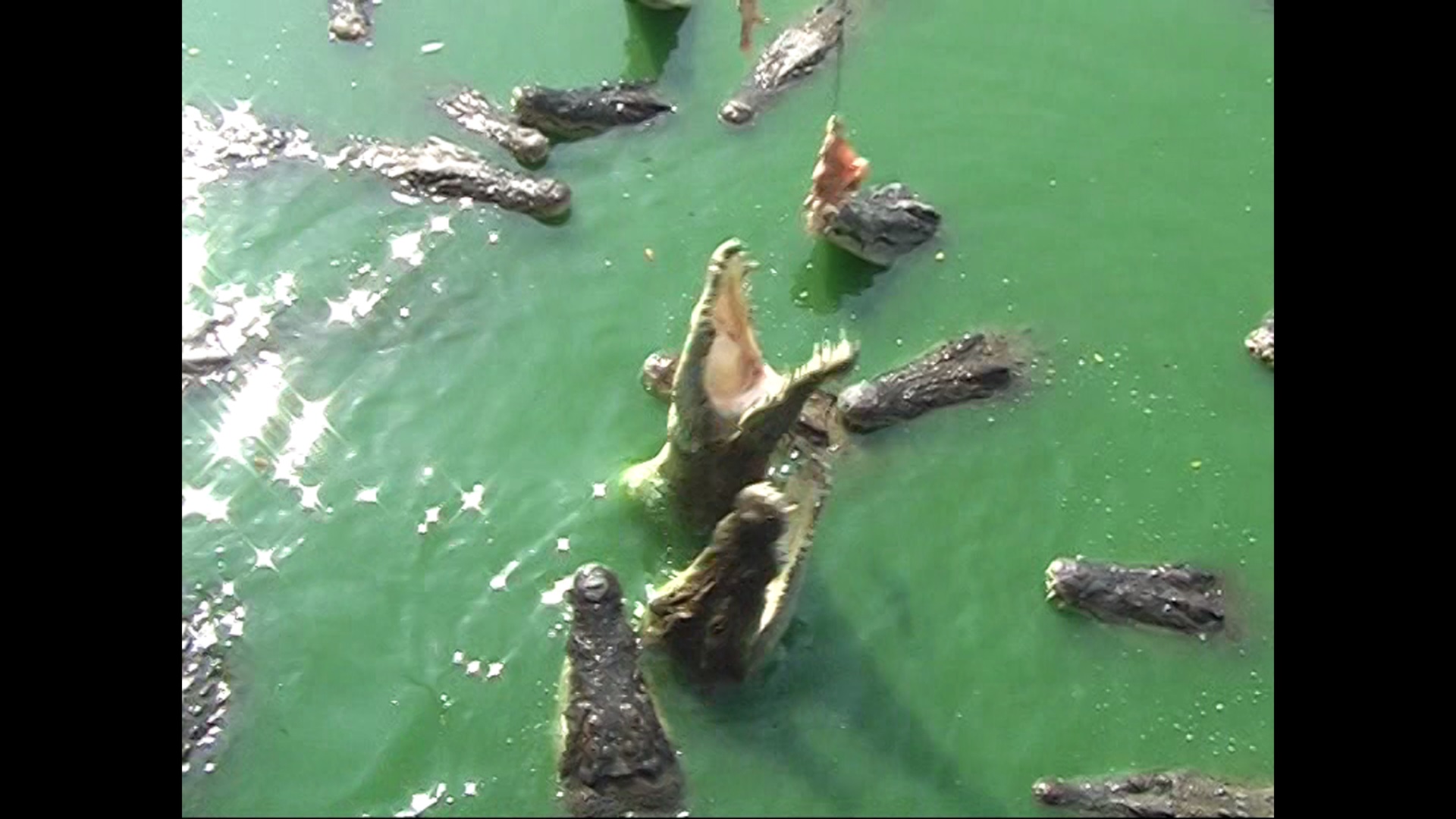 Крокодилы. Тайланд. смотреть онлайн