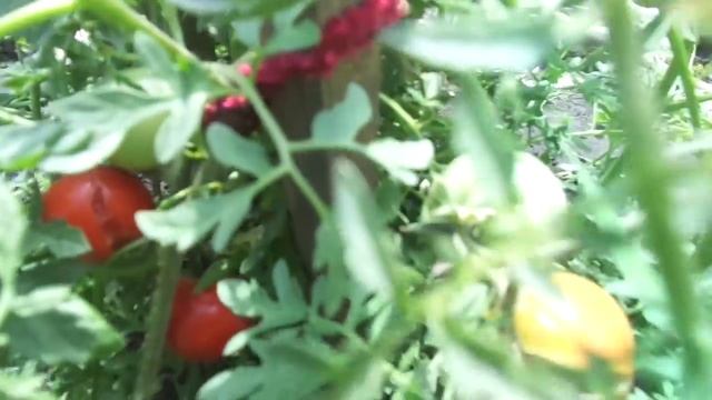 МОИ ТОМАТЫ ГОЛУБЫЕ ЕЛИ В ОТКРЫТОМ ГРУНТЕ ТОЖЕ ПОСПЕЛИ. Ольга Чернова. смотреть онлайн