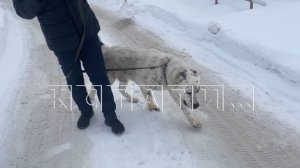 Хозяин алабаев, которые напали на ребенка с собачкой, напал на журналистов