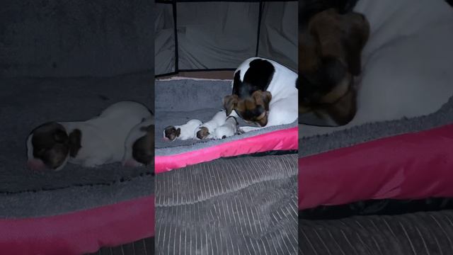 #счастьеесть #моиджеки #джекрасселтерьер #джекрассел #люблюнемогу смотреть онлайн