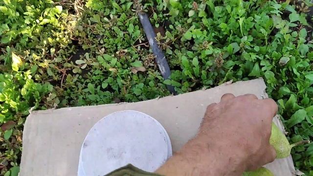 Груша Кюре. смотреть онлайн