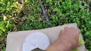 Груша Кюре.