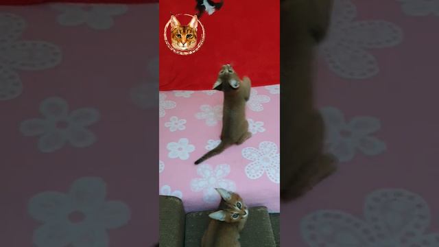 Как разговаривает каракет. Caracat From VIPLEO®.