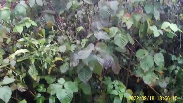 Как обрезать ежевику пошаговая инструкция. Как укрыть безшипную ежевику осенью? #shorts смотреть онлайн