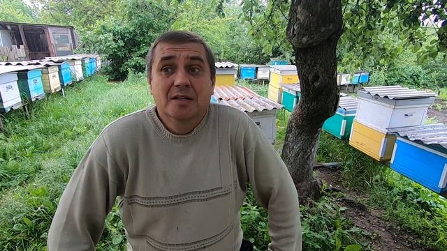 АКАЦИЯ 2021 БЫТЬ ИЛИ НЕ БЫТЬ, НО ЦВЕТЁТ ПО ПОЛНОЙ/БУДЕТ ПРИНОС НЕКТАРА ПОСЛЕ ДОЖДЯ ИЛИ ОСЫПЕТСЯ..?! смотреть онлайн