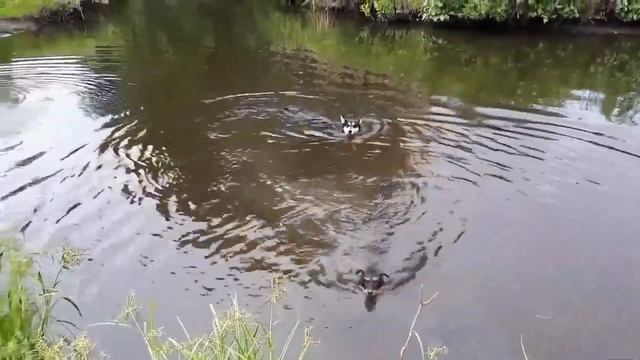 Восточно сибирская лайка (ВСЛ)