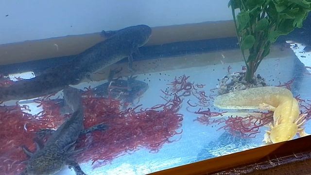 Азотный цикл