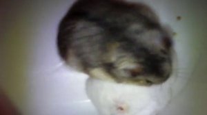 Как размножаются джунгарские хомячки