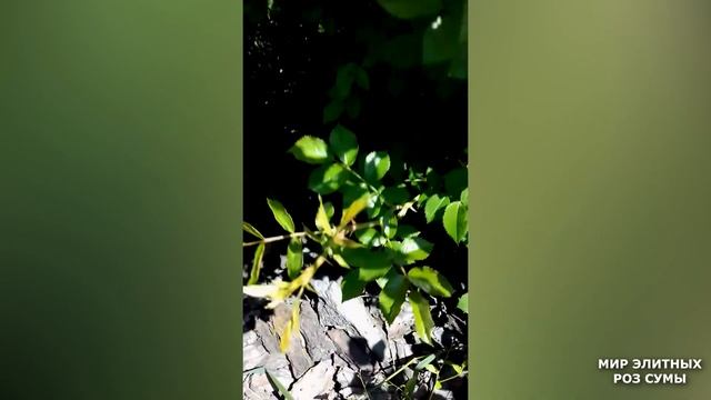 Экстренный выпуск! Внимание! Ветки шиповника! Что делать? смотреть онлайн