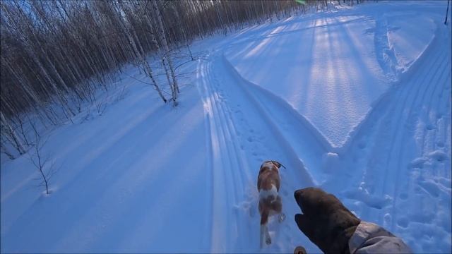 Охота с подхода на зайца смотреть онлайн