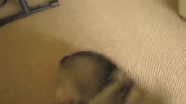 Intelligence is a Swedish Vallhund смотреть онлайн