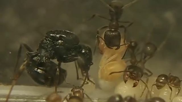 Муравьиная матка откладывает яйцо смотреть онлайн