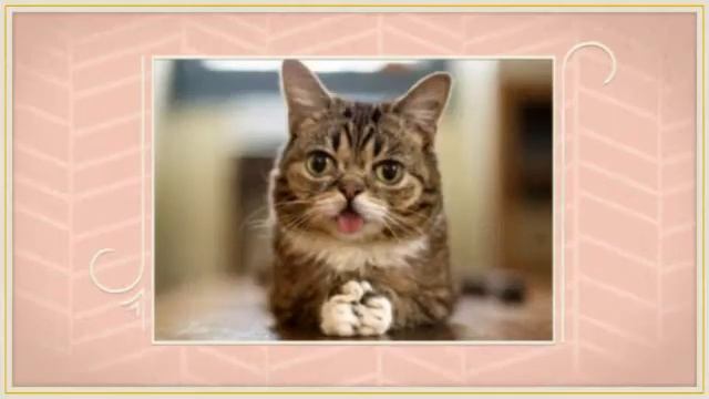 Кошки,_коты_и_котята.mp4 смотреть онлайн