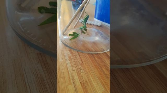 Багамол Кушает апарешей