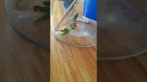 Багамол Кушает апарешей