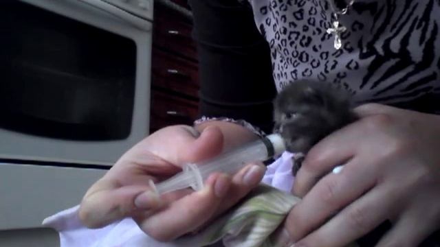 новорожденный котенок остался без матери! смотреть онлайн