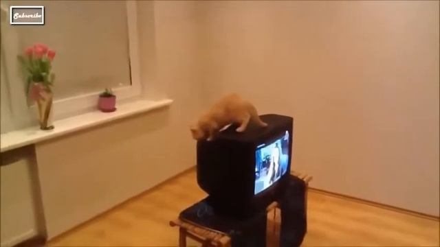 Смешные Падения КОШКИ видео подряд смотреть онлайн