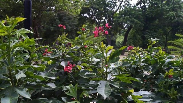 Jatropha Integerrima | Peregrina | Flower ( रत्नज्योत ) | Jaipur | India смотреть онлайн